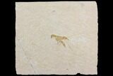 Bargain, Fossil Lobster (Eryma) - Solnhofen Limestone #143781-1